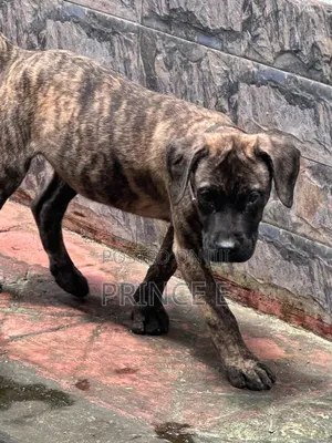 Purebred Boerboel Puppy - 1-3 Months Old