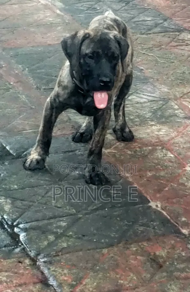Purebred Boerboel Puppy, 1-3 Months Old - 1