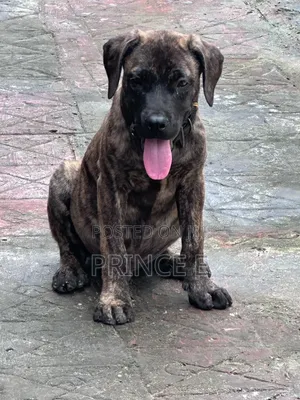 Purebred Boerboel Puppy - 1-3 Months Old