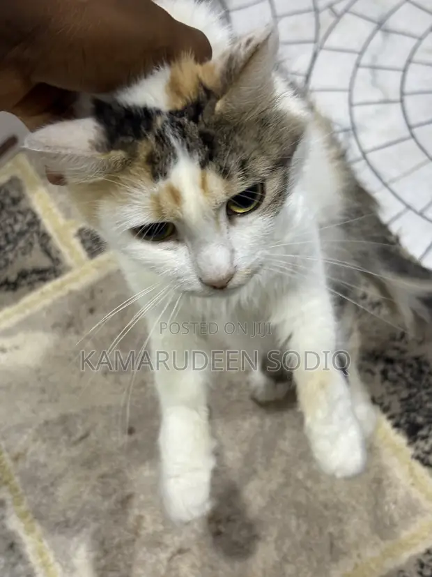 Kyanwa Mace Turkish Angora, Watan 6-12 - 1