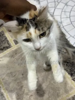 Kyanwa Mace Turkish Angora, Watan 6-12