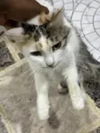 Kyanwa Mace Turkish Angora, Watan 6-12 - 1