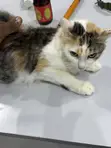 Kyanwa Mace Turkish Angora, Watan 6-12 - 2