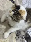 Kyanwa Mace Turkish Angora, Watan 6-12 - 3
