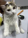 Kyanwa Mace Turkish Angora, Watan 6-12 - 5