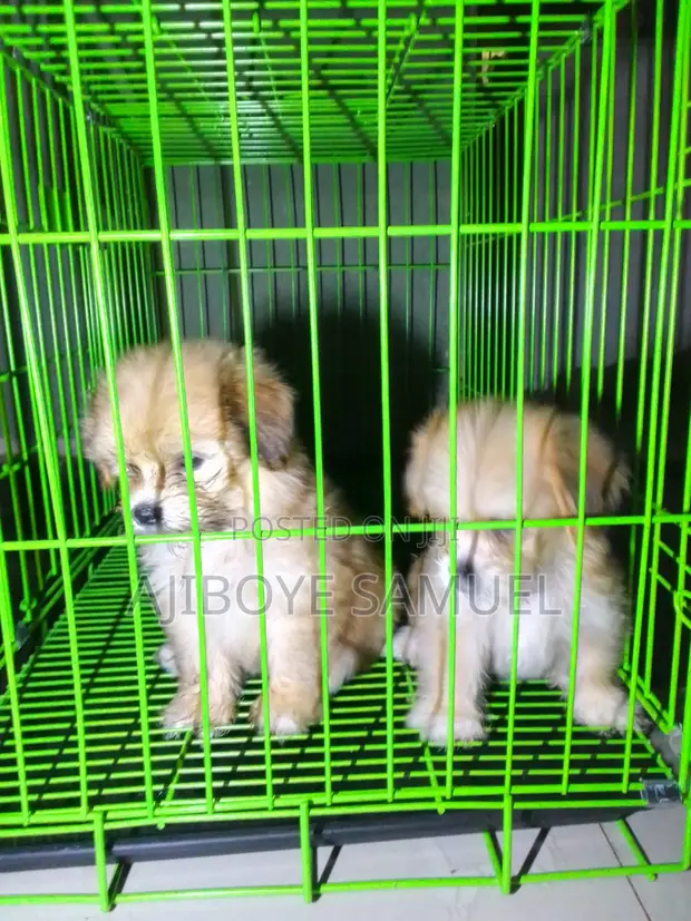Karamar Kare (Puppy) Jinsi ta Lhasa Apso, Mata, Watan 1-3 - 1
