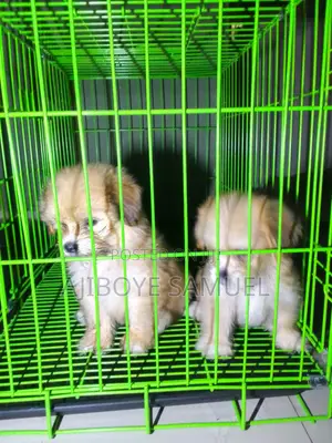 Female Lhasa Apso Puppy, 1-3 Months Old