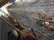 Battery Cage Construction Services - 4