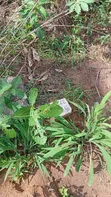 Filin Dawa Don Siyarwa a Umuguma, Owerri - 2
