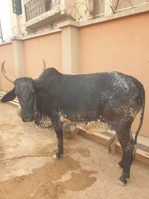100 Cows for Sale - Large and Affordable
