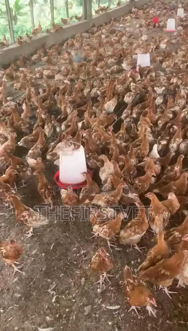 Pullets na Rijiya (Mako 10-12) - 1