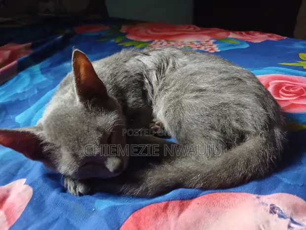 Male Mixed Breed Cat, 4 Months Old - 1