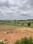 1000SQM Residential Land Plot with C of O in Apo Wasa - 3