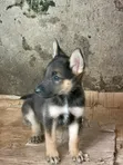 1-3 Month Female Purebred German Shepherd Puppy - 1