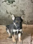 1-3 Month Female Purebred German Shepherd Puppy - 2