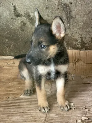 1-3 Month Female Purebred German Shepherd Puppy