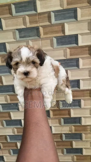 Female Lhasa Apso Puppy (1-3 Months)