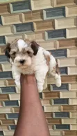 Female Lhasa Apso Puppy (1-3 Months) - 2