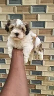 Female Lhasa Apso Puppy (1-3 Months) - 3