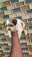Female Lhasa Apso Puppy (1-3 Months) - 4