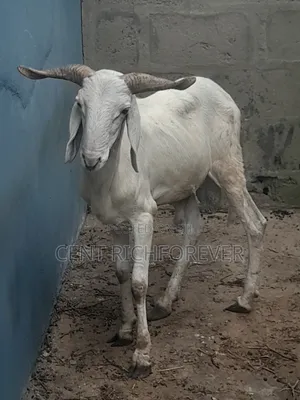 Large White Ram