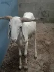 Large White Ram - 2