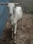 Large White Ram - 3