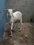 Large White Ram - 4