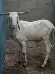 Large White Ram - 5
