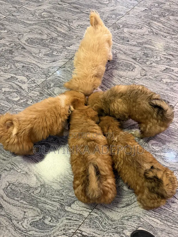 Karengiya ta Jini Tsarkaka ta Lhasa Apso - Wata 1-3 - 1