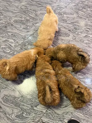 Purebred Lhasa Apso Puppy - 1-3 Months Old