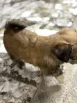 Purebred Lhasa Apso Puppy - 1-3 Months Old - 2