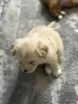 Purebred Lhasa Apso Puppy - 1-3 Months Old - 3