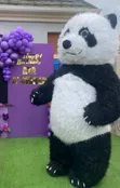 Cocomelon Panda Mascot for Rent - 2