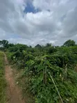 Filin Zama Don Siyarwa - Grandview Estate, Akure - 4