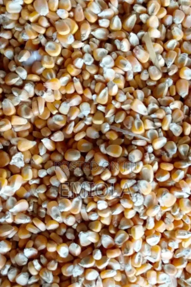 Maize - Yellow and White (Low Moisture) - 1