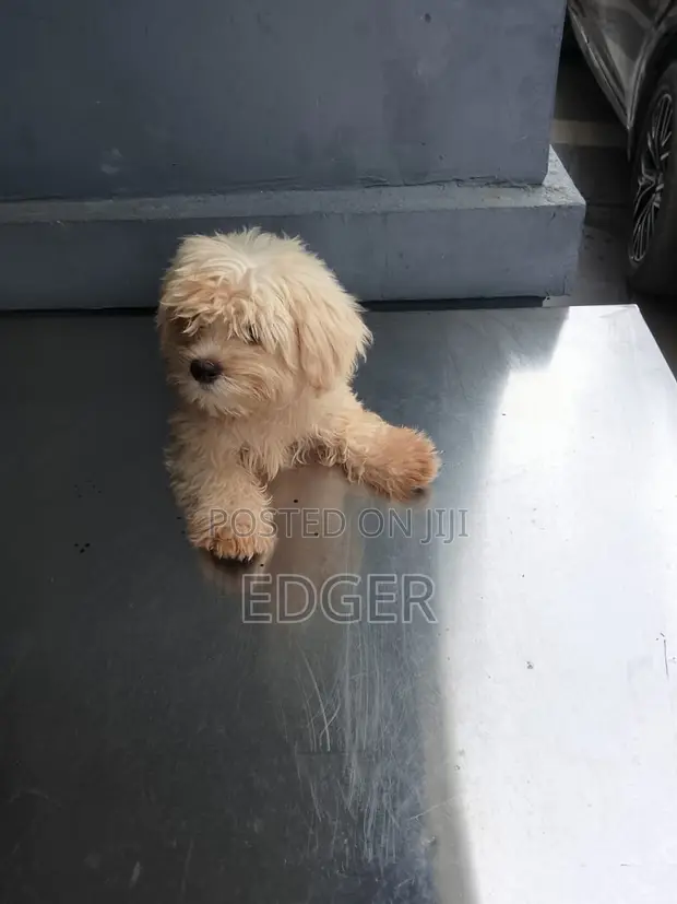 Purebred Lhasa Apso Puppy - 1-3 Months Old - 1