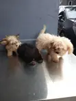 Purebred Lhasa Apso Puppy - 1-3 Months Old - 2