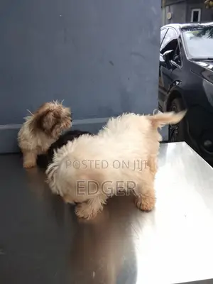 Purebred Lhasa Apso Puppy - 1-3 Months Old