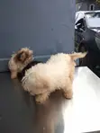Purebred Lhasa Apso Puppy - 1-3 Months Old - 3