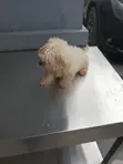 Purebred Lhasa Apso Puppy - 1-3 Months Old - 4