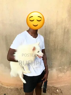 Purebred American Eskimo Dog - 1+ Year Male