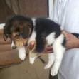Male Mongrel Puppy (0-1 Month) - 1
