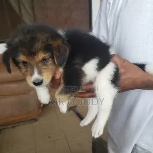 Male Mongrel Puppy (0-1 Month)