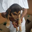 Male Mongrel Puppy (0-1 Month) - 3