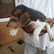 Male Mongrel Puppy (0-1 Month) - 4