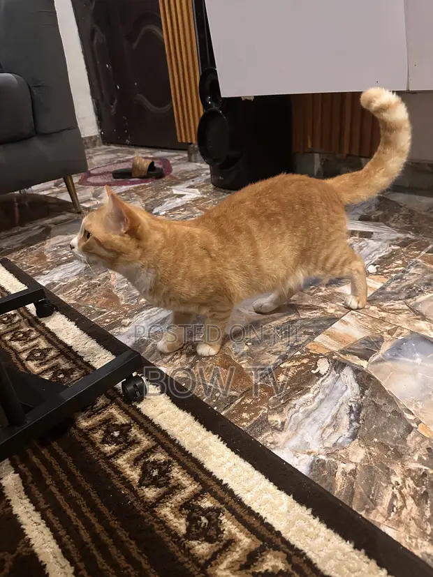Purebred Persian Cat - 1+ Year Male - 1