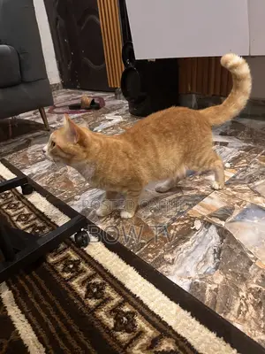 Purebred Persian Cat - 1+ Year Male