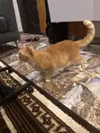 Maza Purebred Persian Kyan Dama - Shekara 1+ - 1