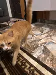 Maza Purebred Persian Kyan Dama - Shekara 1+ - 2